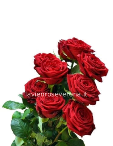 Rose extra 80/90 cm
