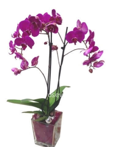 Pianta di phaleonopsis a 2 steli