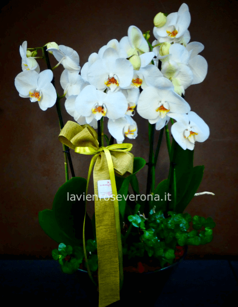 Orchidee in vetro