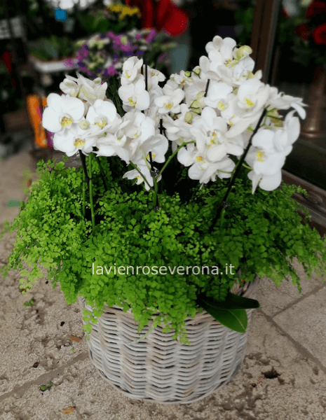 Cesto di vimini con orchidee extra
