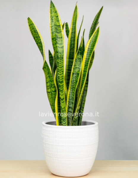 Sanseveria