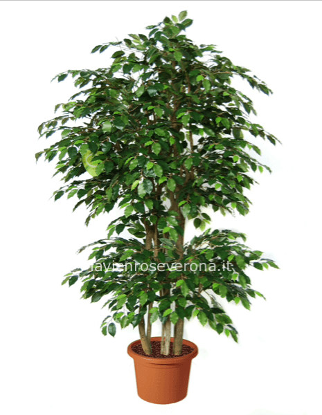 Ficus benjamin